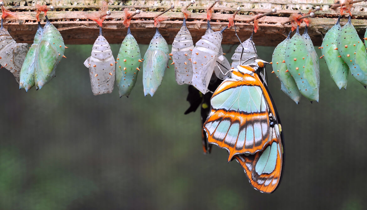 A colorful butterfly and several empty chrysalises hanging from a branch