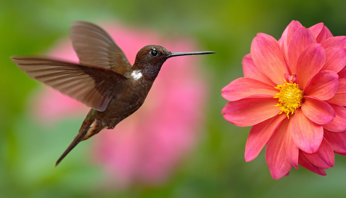 Hummingbird flying next to beautiful pink flower, pink bloom in background