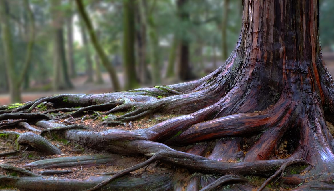 tree roots in a forest