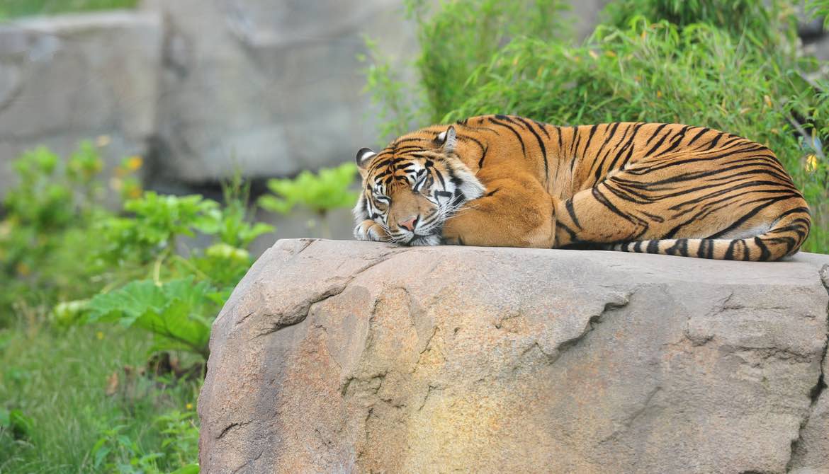 sleeping tiger in zoo habitat