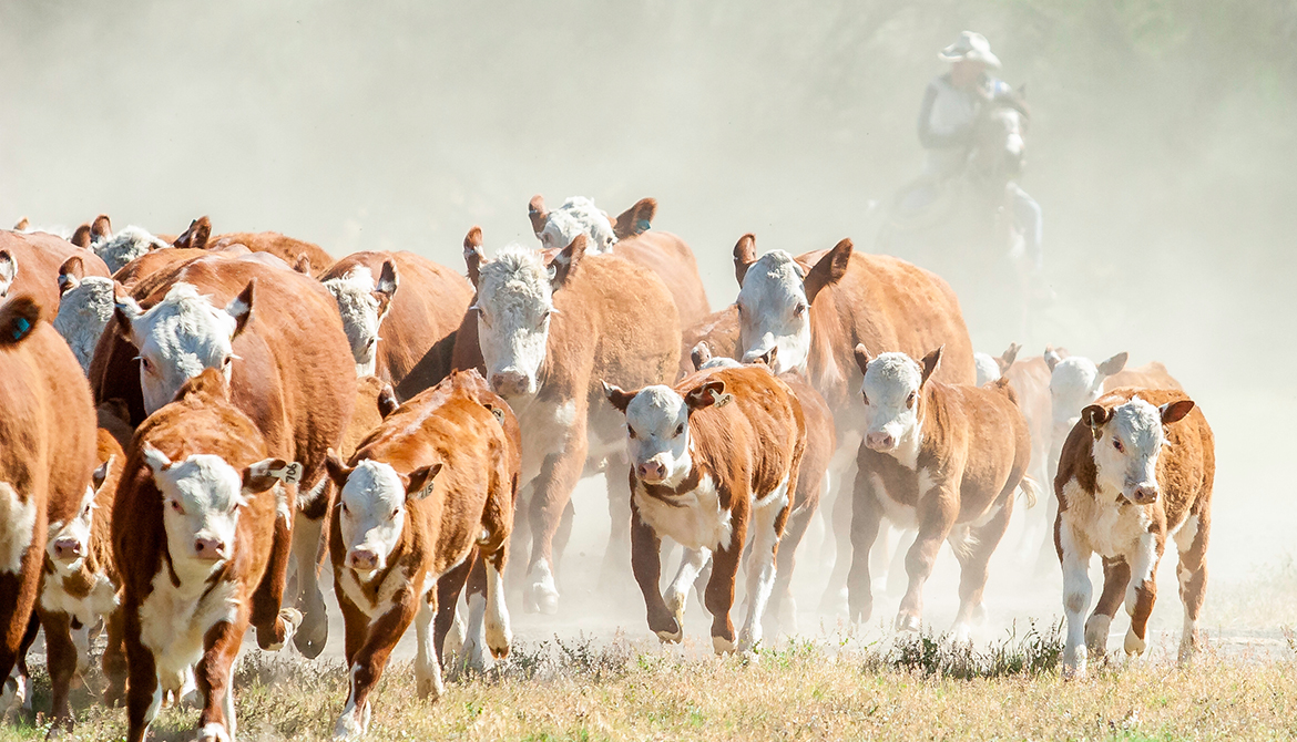 mall herd of cattle running through a dry dusty meadow with a cowboy riding a horse behind it