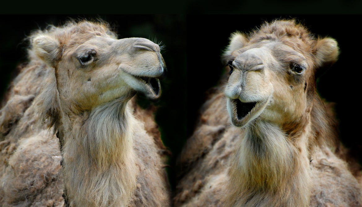 two funny dromedaries or camels having a conversation