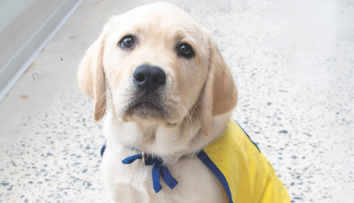 Maverick the PenFed CU service dog