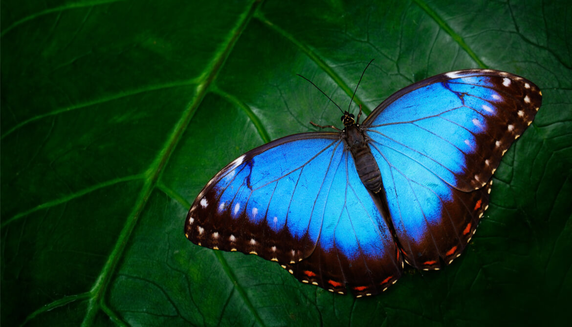 Blue Morpho butterfly sitting on green leaves