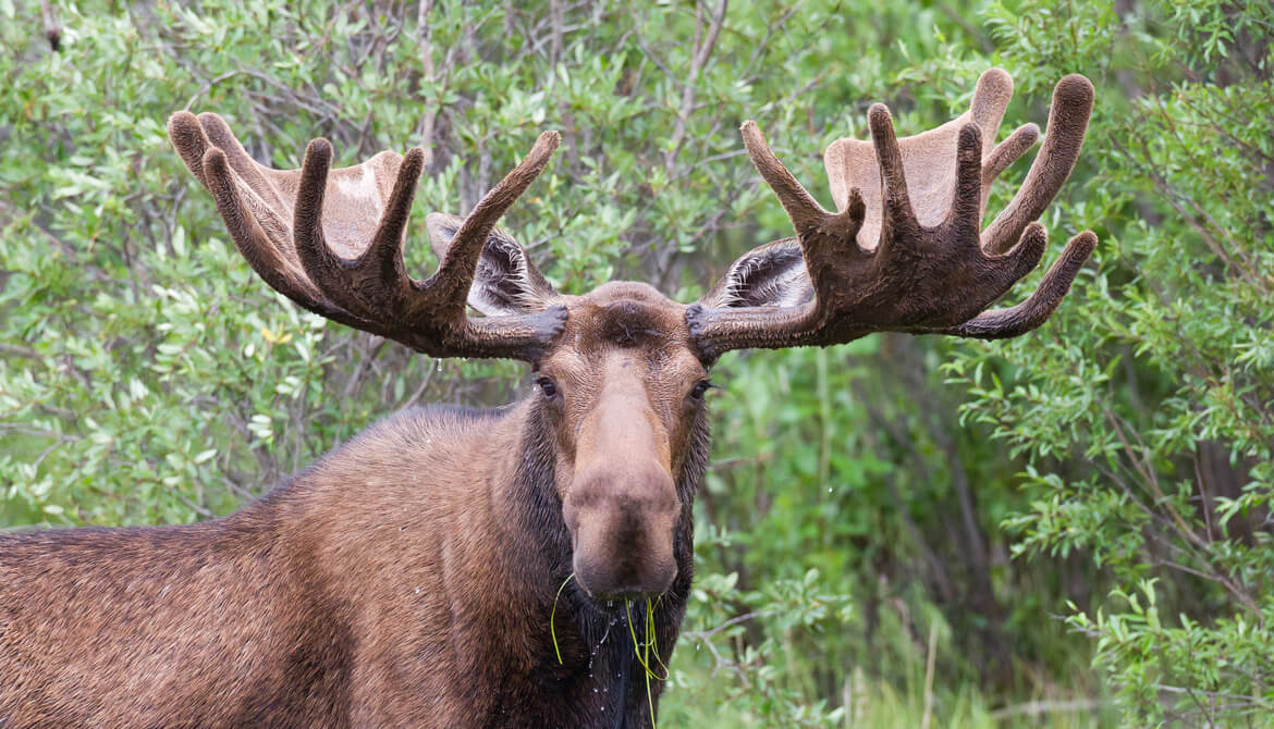 moose with large antlers in a field