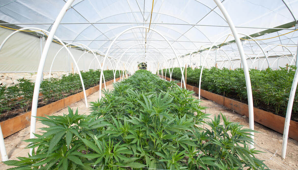 commercial cannabis grow operation