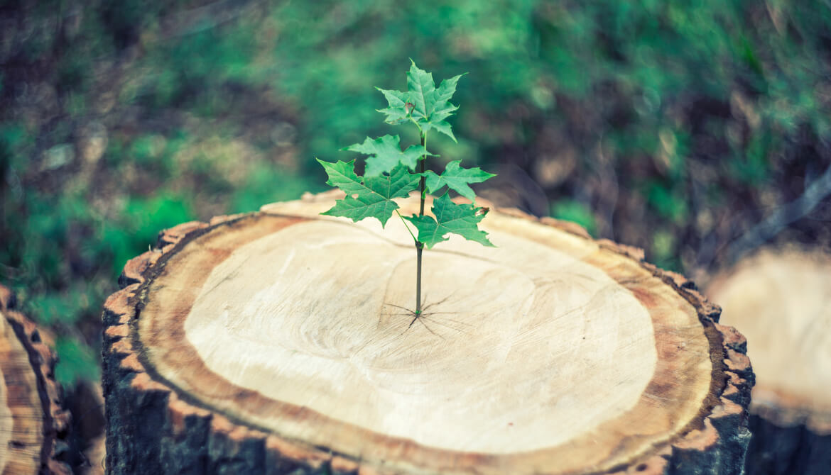 tree sapling growing on a sawed-off tree stump