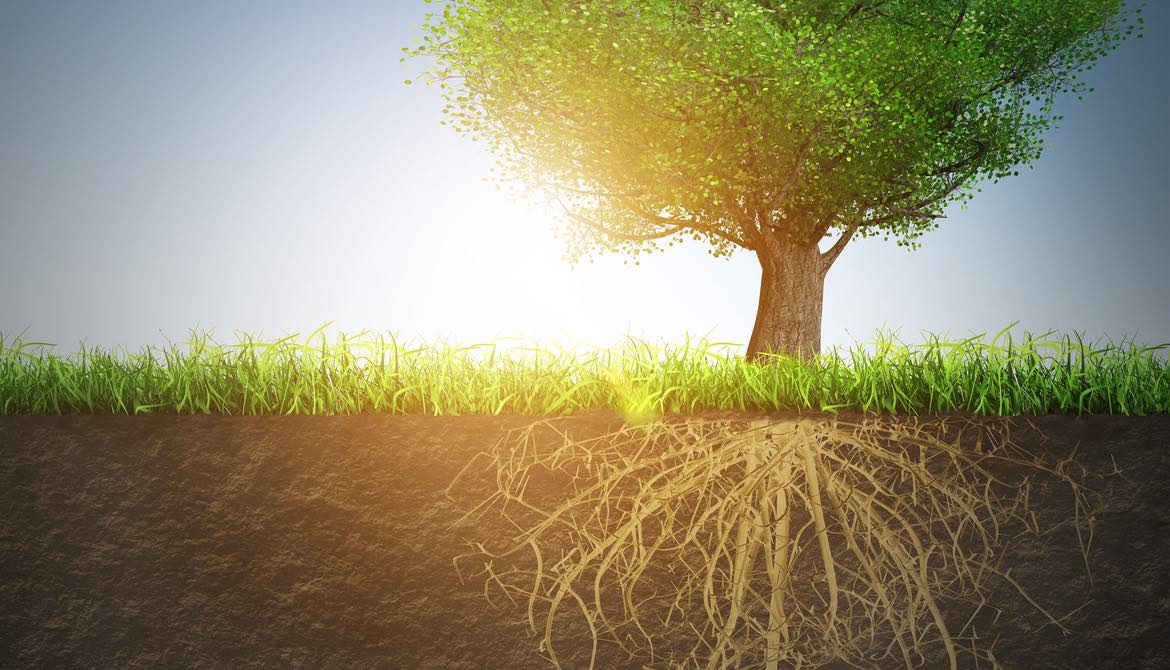 healthy green tree with strong underground root system against blue sky with sun setting