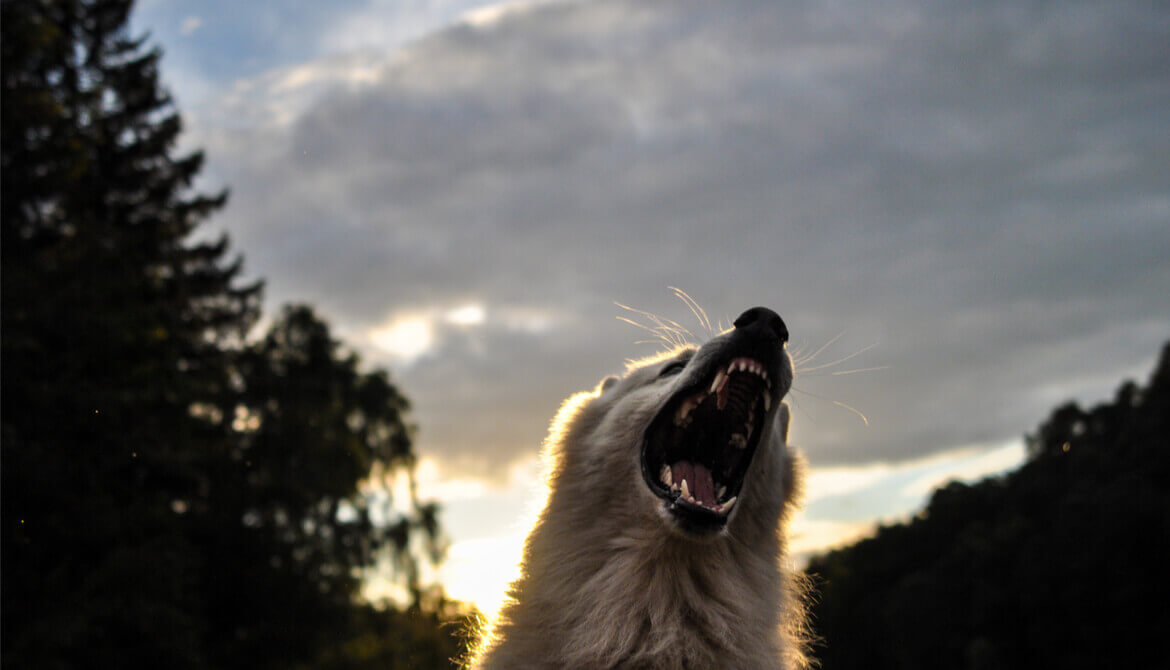 white wolf howls and bares teeth in forest