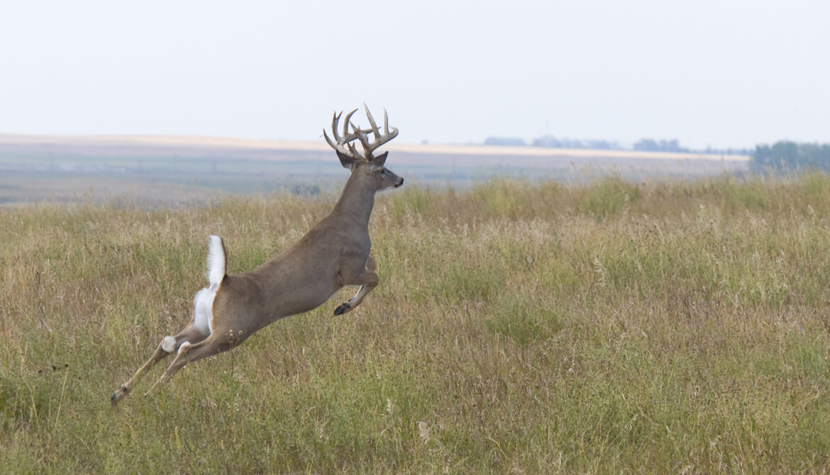 whitetail deer buck leaping across field