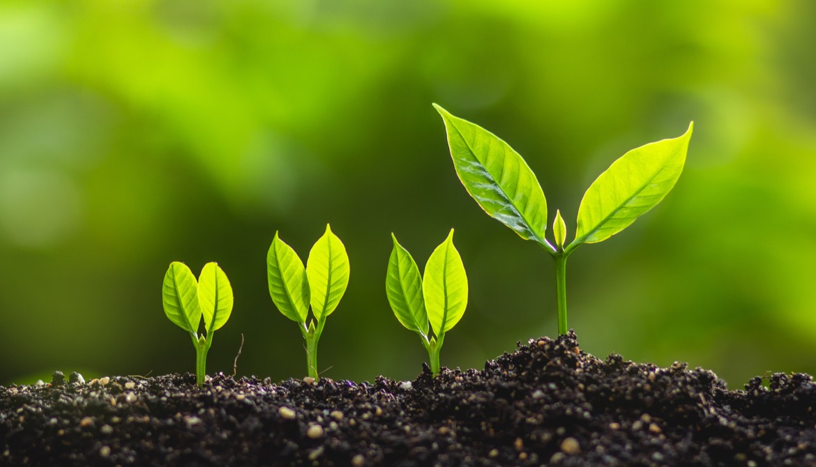 green sprouts with one larger and thriving more