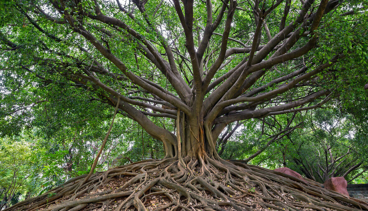 banyan tree with extensive roots