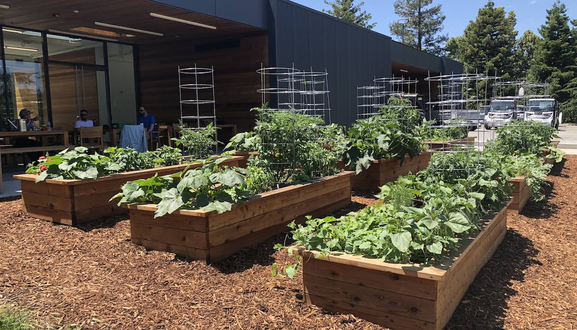 employees sit outside next to organic vegetable garden in raised beds by office building