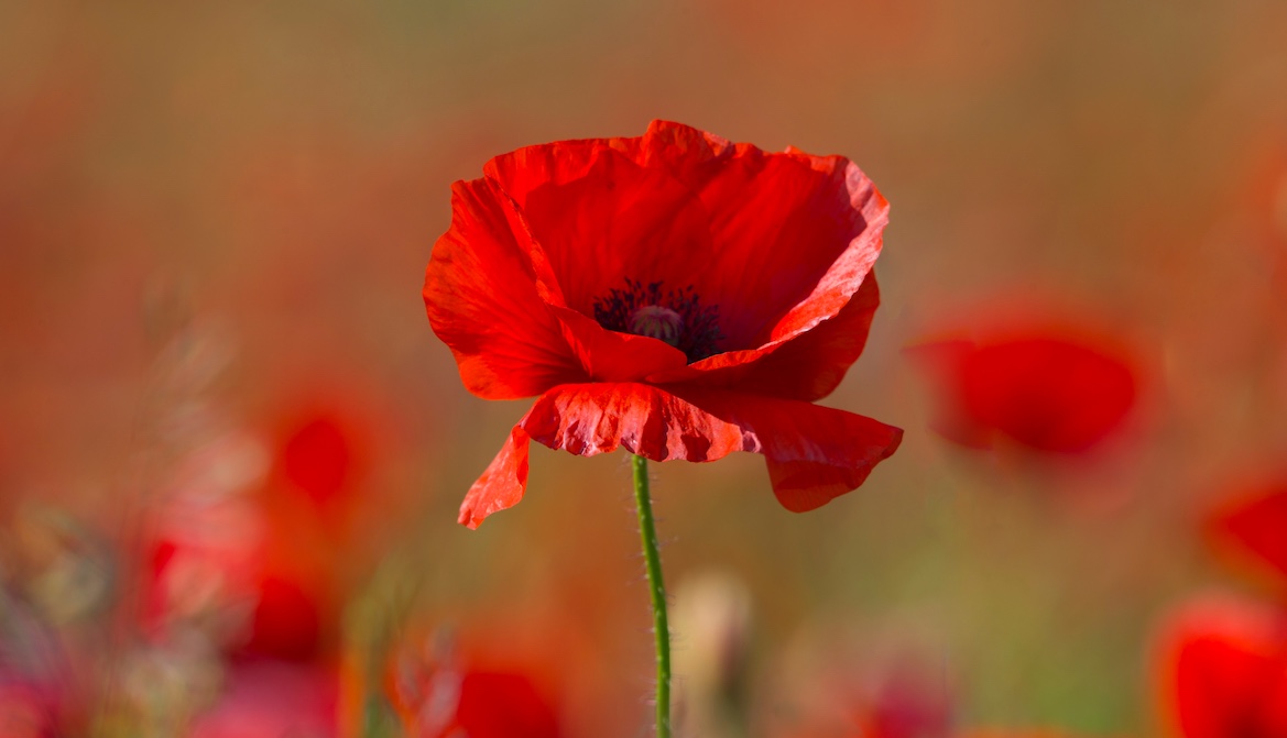 tall red poppy