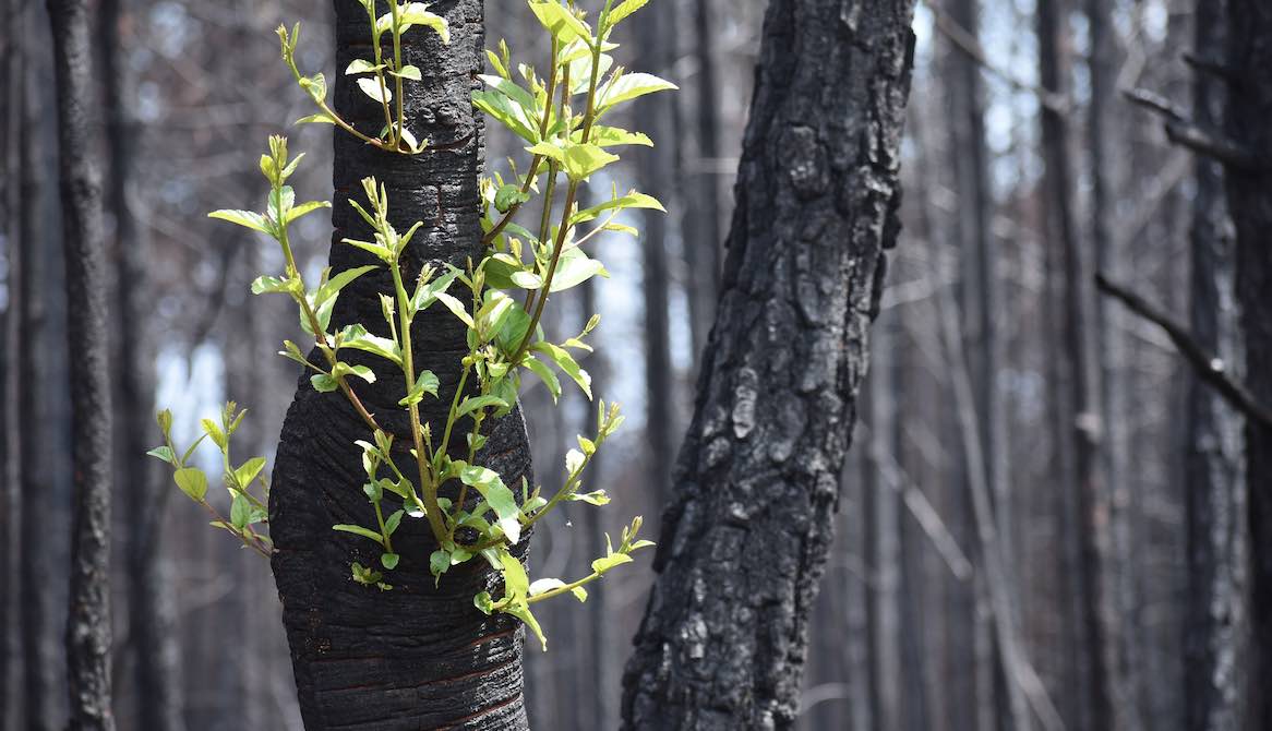 new growth trees fire
