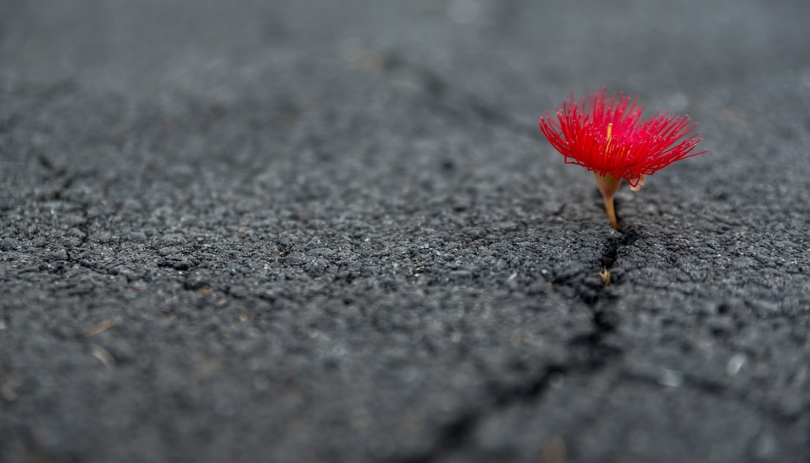 red flower growing in crack