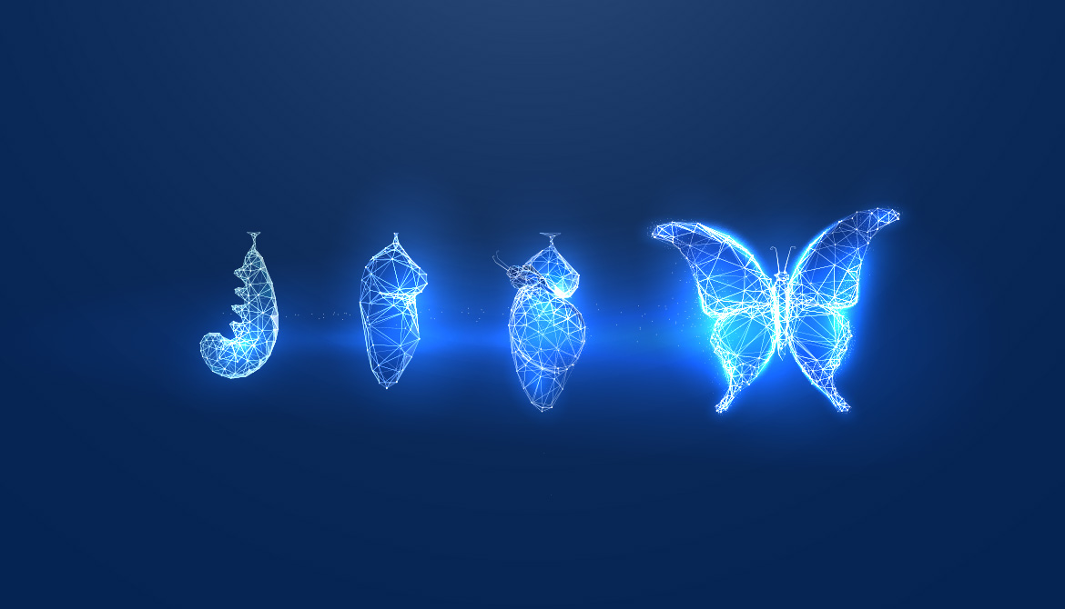 butterfly metamorphosis 