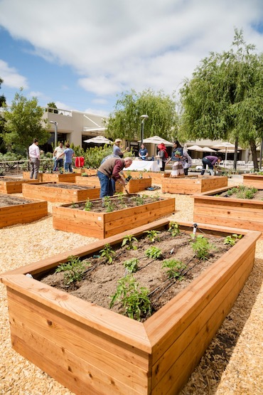 A StartOrganic corporate vegetable garden