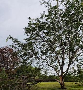 A tree split by the Iowa derecho storm