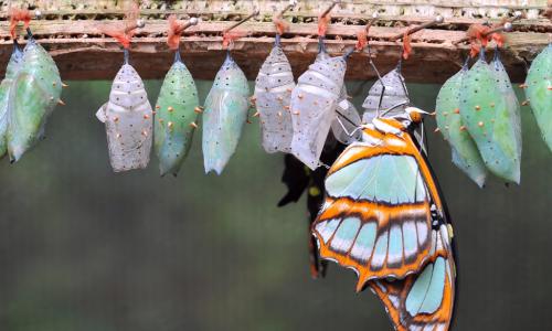 A colorful butterfly and several empty chrysalises hanging from a branch