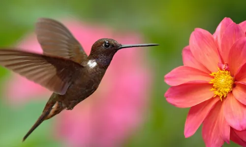 Hummingbird flying next to beautiful pink flower, pink bloom in background