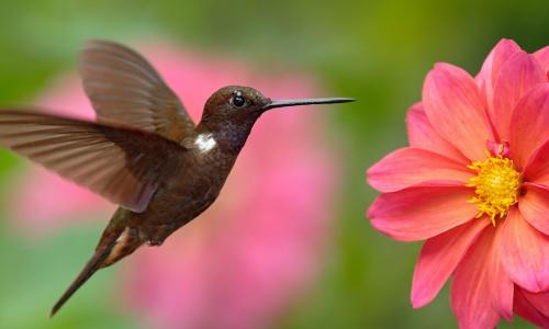 Hummingbird flying next to beautiful pink flower, pink bloom in background