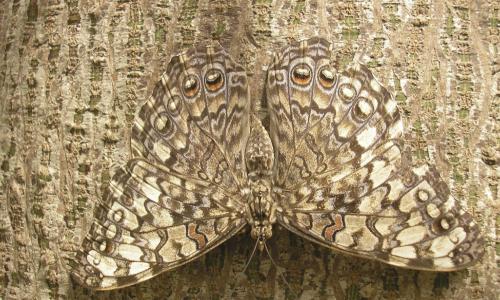 camouflaged butterfly