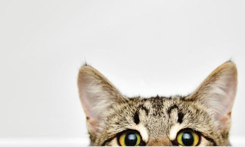 cat peeking over the edge of a table