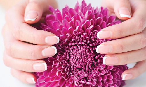 hands gently holding a beautiful purple flower