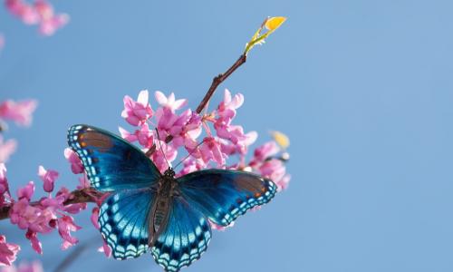 blue butterfly visiting flowering tree branch