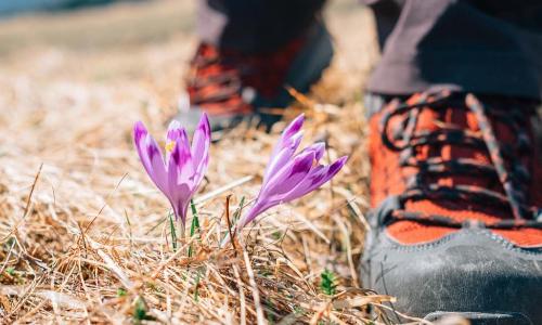 hiking boots near crocus flowers