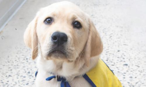 Maverick the PenFed CU service dog