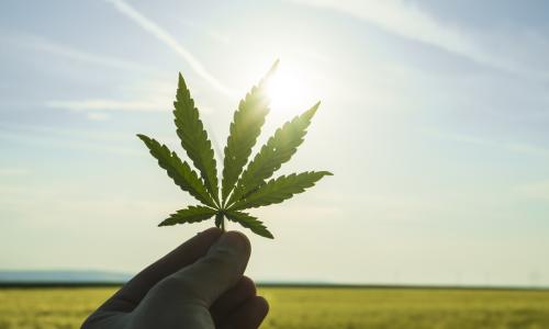 holding cannabis leaf by field in sunshine