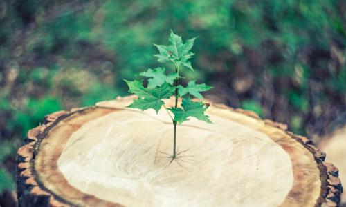 tree sapling growing on a sawed-off tree stump