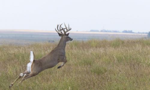whitetail deer buck leaping across field