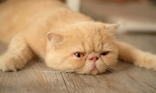 lazy orange cat