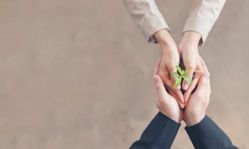 business leader hands supporting employee hands cupped around soil and growing seedling