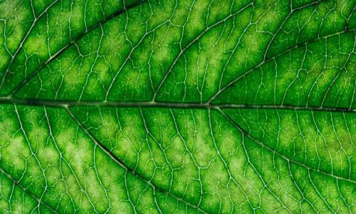 green leaf close up