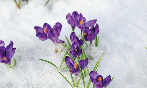 purple crocus flowers blooming in snow