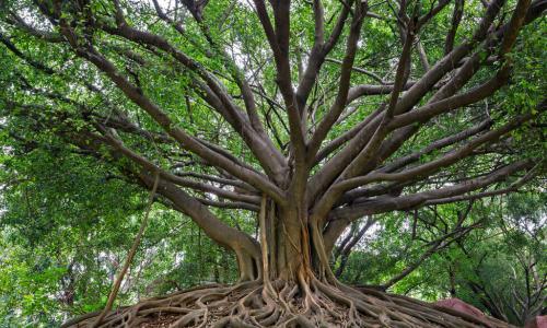 banyan tree with extensive roots