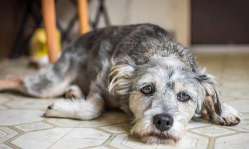 sad looking gray and white dog languishing on kitchen floor