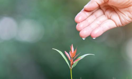 cultivating a small plant with droplets falling from a hand