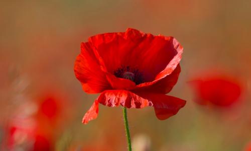 tall red poppy