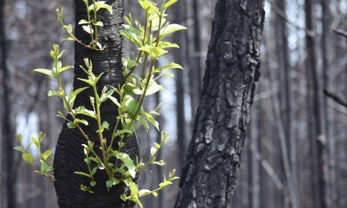 new growth trees fire