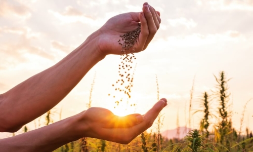 harvest seeds sunset