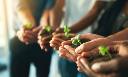 diverse team members holding seedlings in their cupped hands